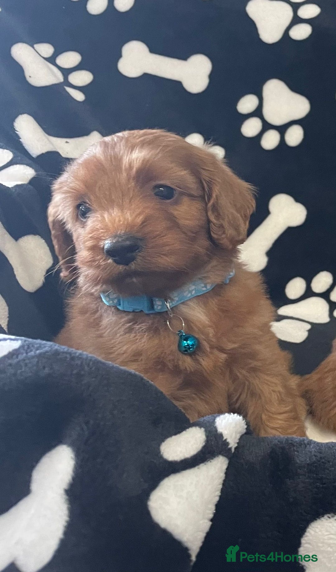 Cockapoo dogs for sale: Stunning Fox Red f1 cockapoo puppies  - Image 4