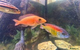 Cichlids fish for sale: Cichlids 6 off  - Image 3