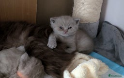 British Longhair cats for sale: 4 British hair kittens  - Image 8