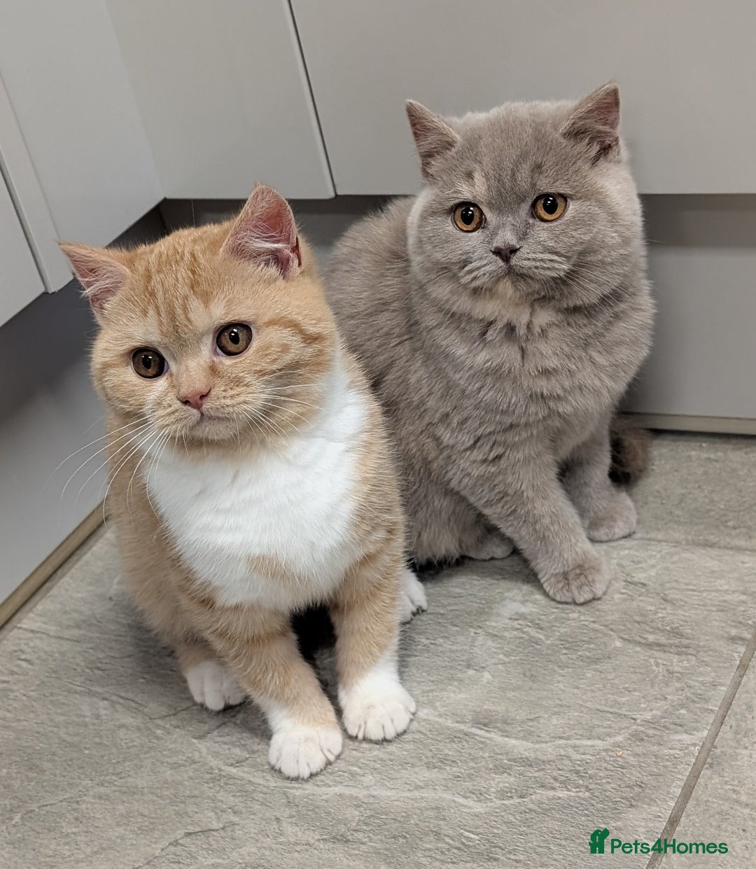 British Shorthair cats for sale: Gorgeous British shorthair kittens  - Advert 8