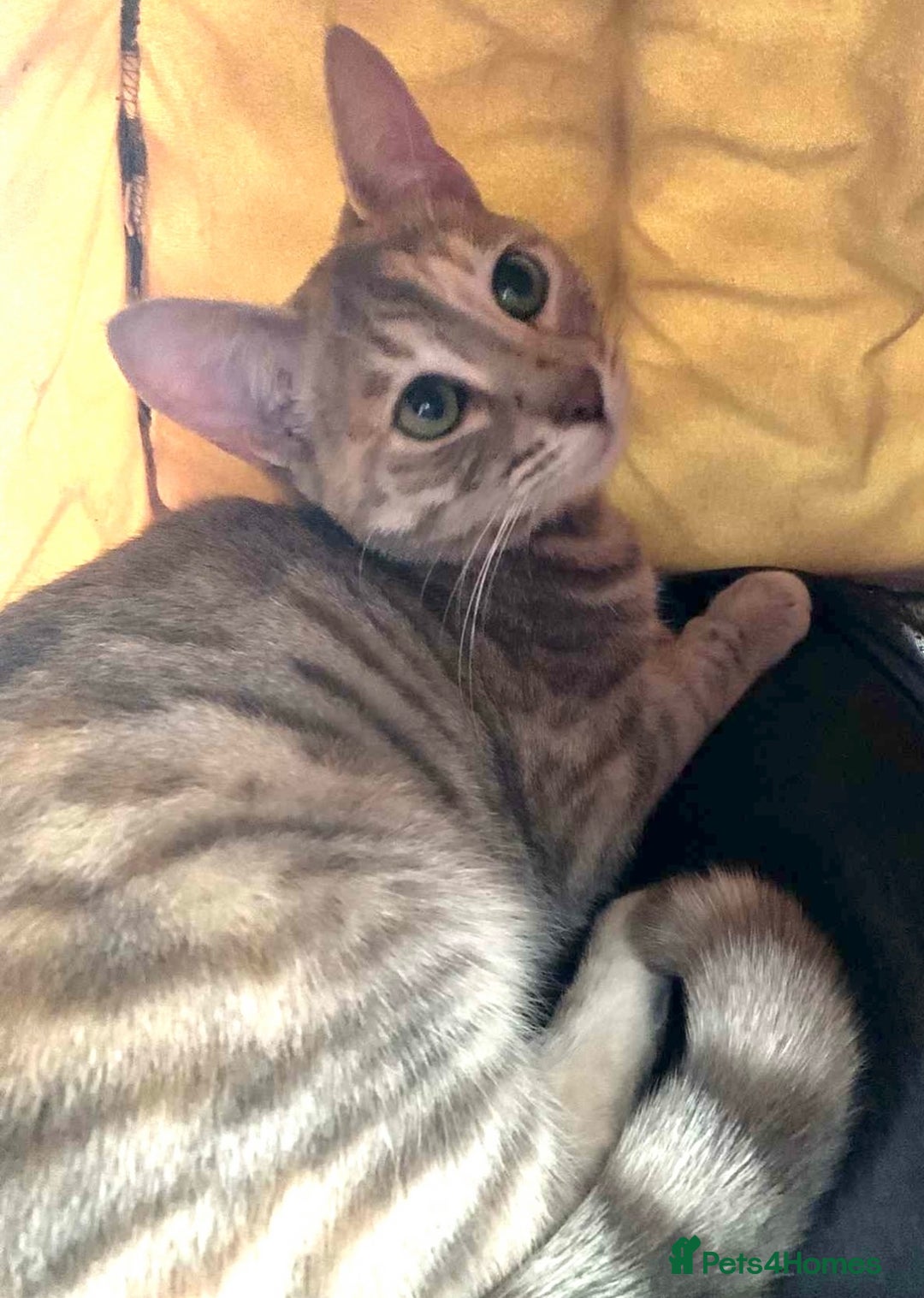 Bengal cats for sale: Bengals & Bengal x savannah kittens for rehome - Advert 2