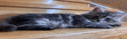 Maine Coon cats for sale: ❤️Maine Coon Girl❤️ - Advert 5