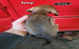 Miniature Dachshund dogs for sale: Miniature dachshund pups - Advert 8