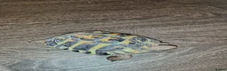 Tortoise reptiles for sale: 18 month old Herman's Tortoise with enclosure - Advert 8