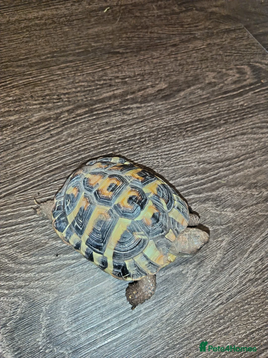 Tortoise reptiles for sale: 18 month old Herman's Tortoise with enclosure - Advert 8