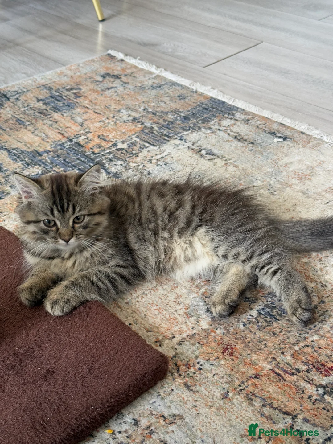 Persian cats for sale: Pure-breed Persian Cat  - Advert 4