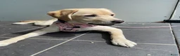 Labrador Retriever dogs for sale: Six month old Labrador Retriever  - Advert 3