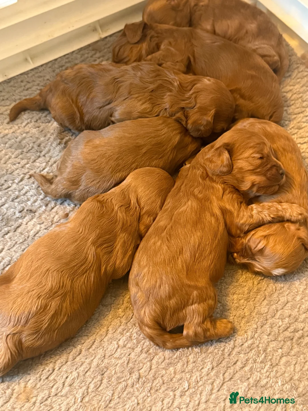 Cavapoo dogs for sale: Stunning red cavapoo puppies  - Advert 11