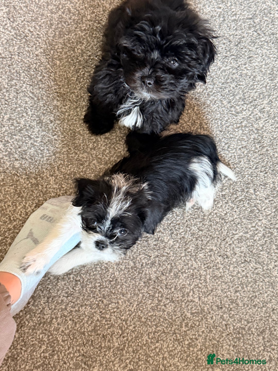 Zuchon dogs for sale: Shihzu x Bichion x Westie - Advert 3