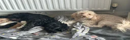 Cockapoo dogs for sale: Cockapoo f1b puppies - Advert 1