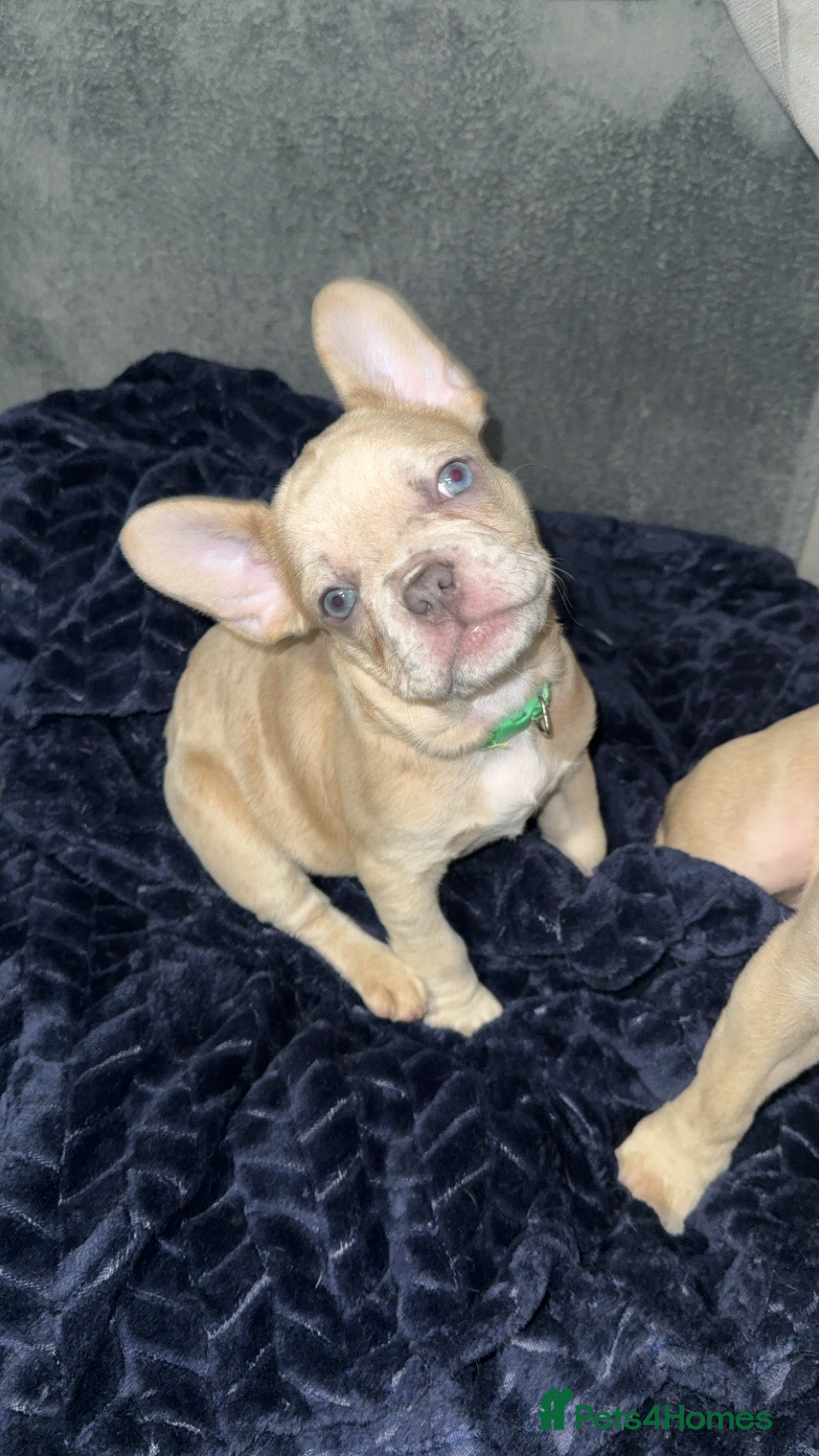 French Bulldog dogs LAST male French Bulldog Puppy - Advert 17