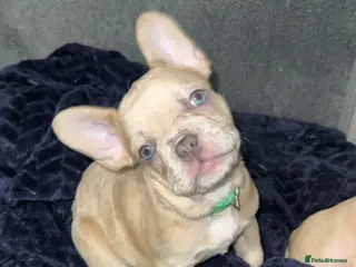 French Bulldog dogs LAST male French Bulldog Puppy - Advert 17
