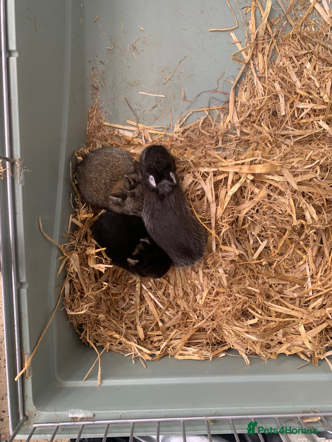 Netherland Dwarf rabbits for sale: Gorgeous Netherland Dwarf Rabbits 6 left 🐰 - Image 10