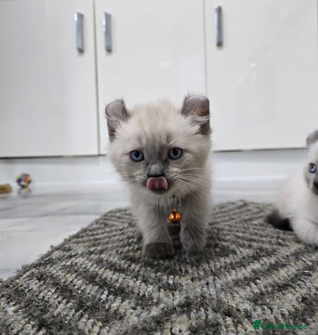 American Curl cats for sale: RARE, Unique, Affectionate American Curl Kittens!  - Advert 28