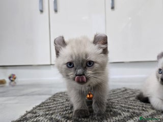 American Curl cats RARE, Unique, Affectionate American Curl Kittens! - Advert 1