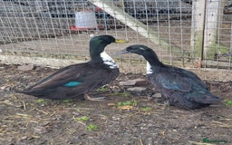 Ducks poultry for sale: 4 Rare Breed Shetland Ducks - Image 1
