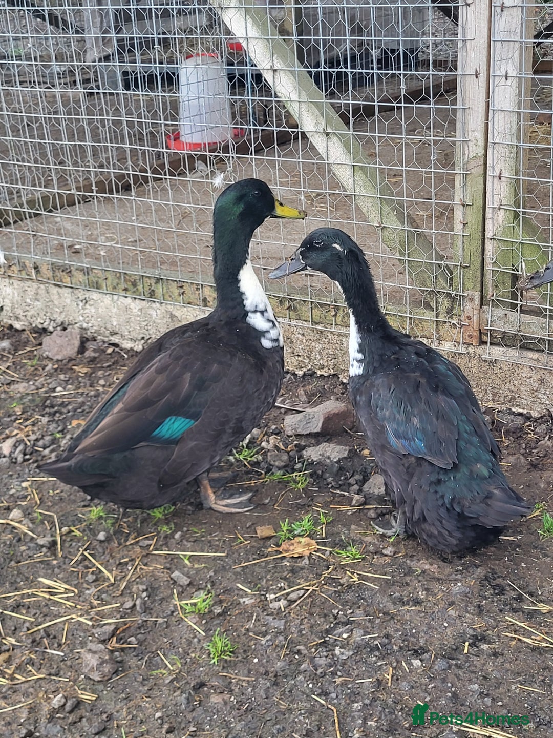 Ducks poultry for sale: 4 Rare Breed Shetland Ducks - Image 1