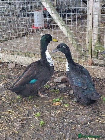 Ducks poultry - Advert 3