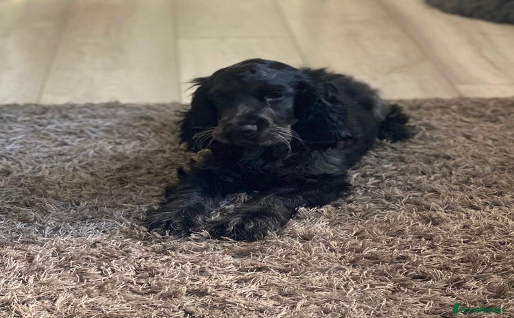 Cocker Spaniel dogs - Advert 13
