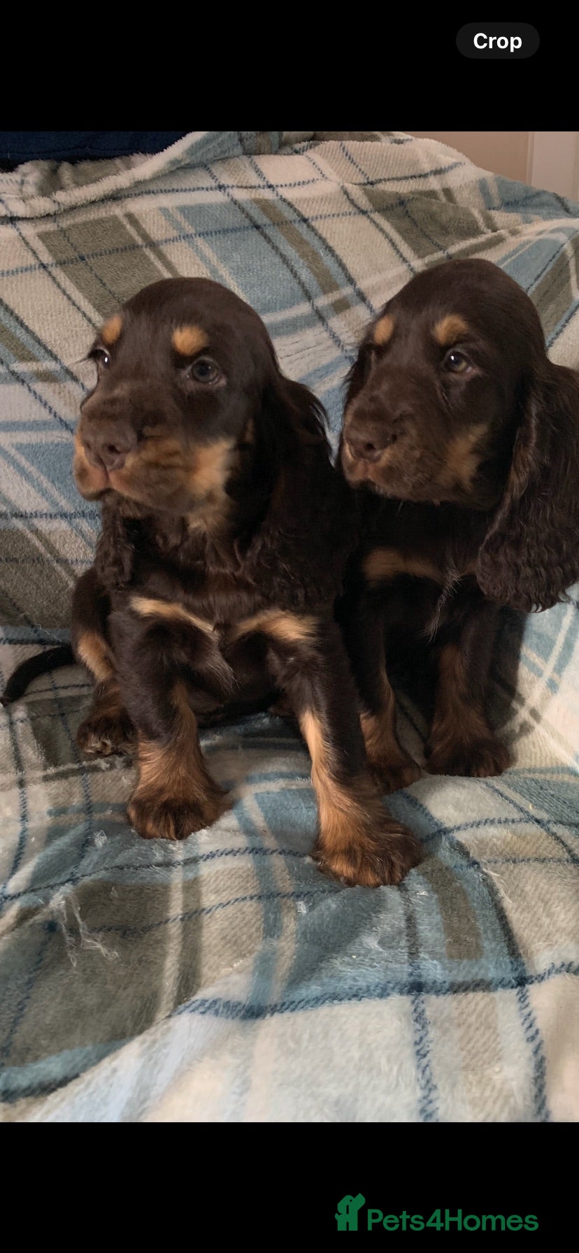 Cocker Spaniel dogs Show type cocker spaniel puppy’s  - Advert 2