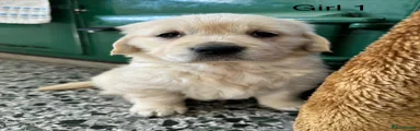 Golden Retriever Puppy 3