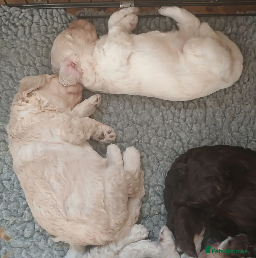 Mini Goldendoodle dogs for sale: 🐾Exceptional F1B Miniature Goldendoodle Puppies🐾 - Advert 9