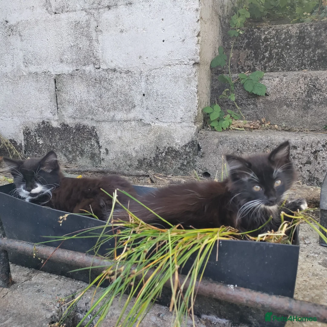 Mixed Breed cats for sale: 3 adorable fur babies - Advert 2