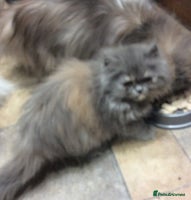 Persian cats White Persian/Blue Cream Persian Kittens for sale - Advert 1