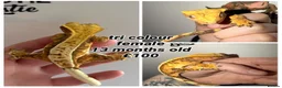Gecko reptiles for sale: Stunning Crested Geckos - Advert 4