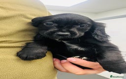 Cocker Spaniel dogs for sale: Cocker spaniel pups available  - Image 2