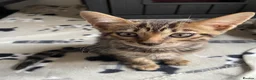 Bengal cats for sale: Gorgeous TICA Registered Bengal Kittens - Advert 2