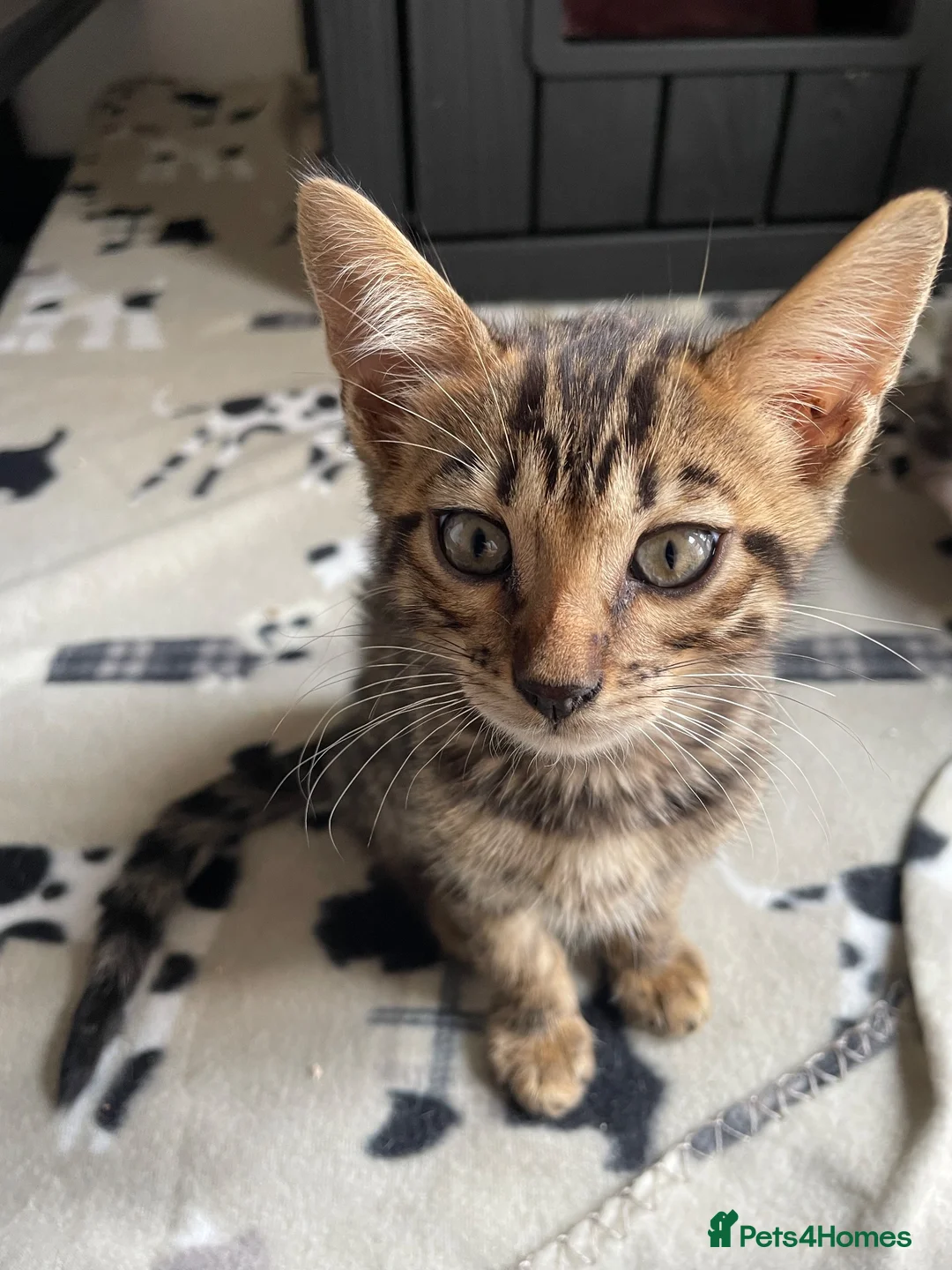 Bengal cats for sale: Gorgeous TICA Registered Bengal Kittens - Advert 2