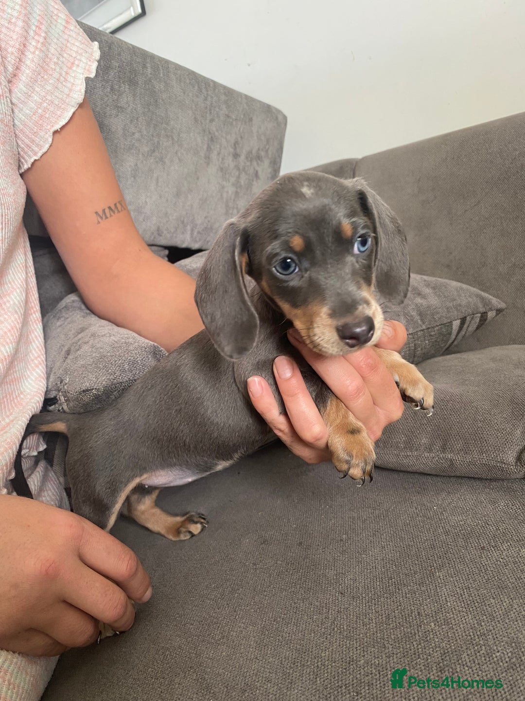 Dachshund dogs for sale: Dachshund  - Image 3