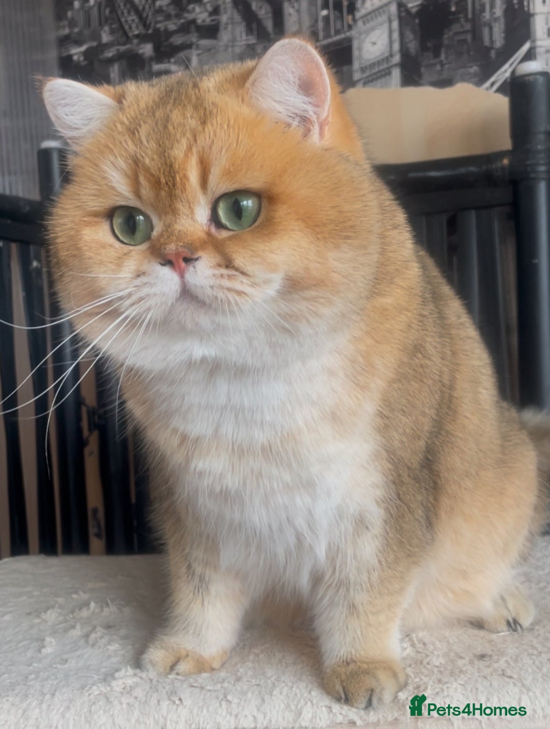 British Shorthair cats for stud: Beautiful BSH Golden Boy Stud Only - Image 4