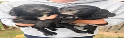 Cocker Spaniel dogs for sale: Working Cocker Spaniels  - Advert 5