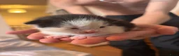 Mixed Breed cats for sale: 2 beautiful tuxedo/black and white kittens - Advert 3