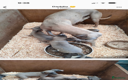 Whippet dogs for sale: Whippet pups  - Image 7