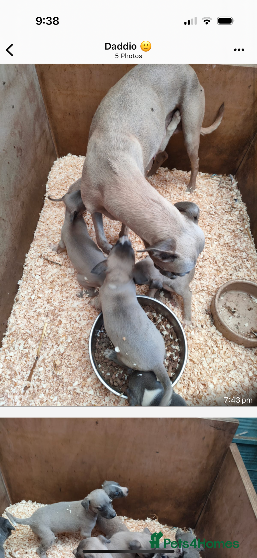 Whippet dogs for sale: Whippet pups  - Image 7