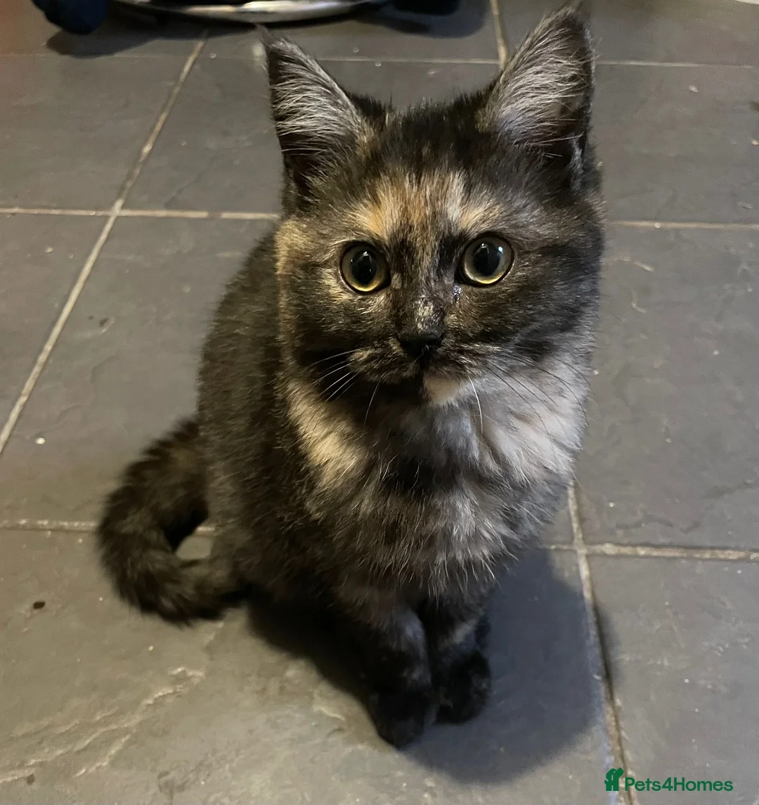 Persian cats for sale: Persian/ragdoll kittens available  - Advert 2