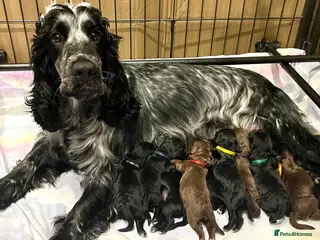 Cockapoo dogs 🌟RARE Platinum Grey/Chocolate DNA✅ Mini Cockapoos - Advert 3