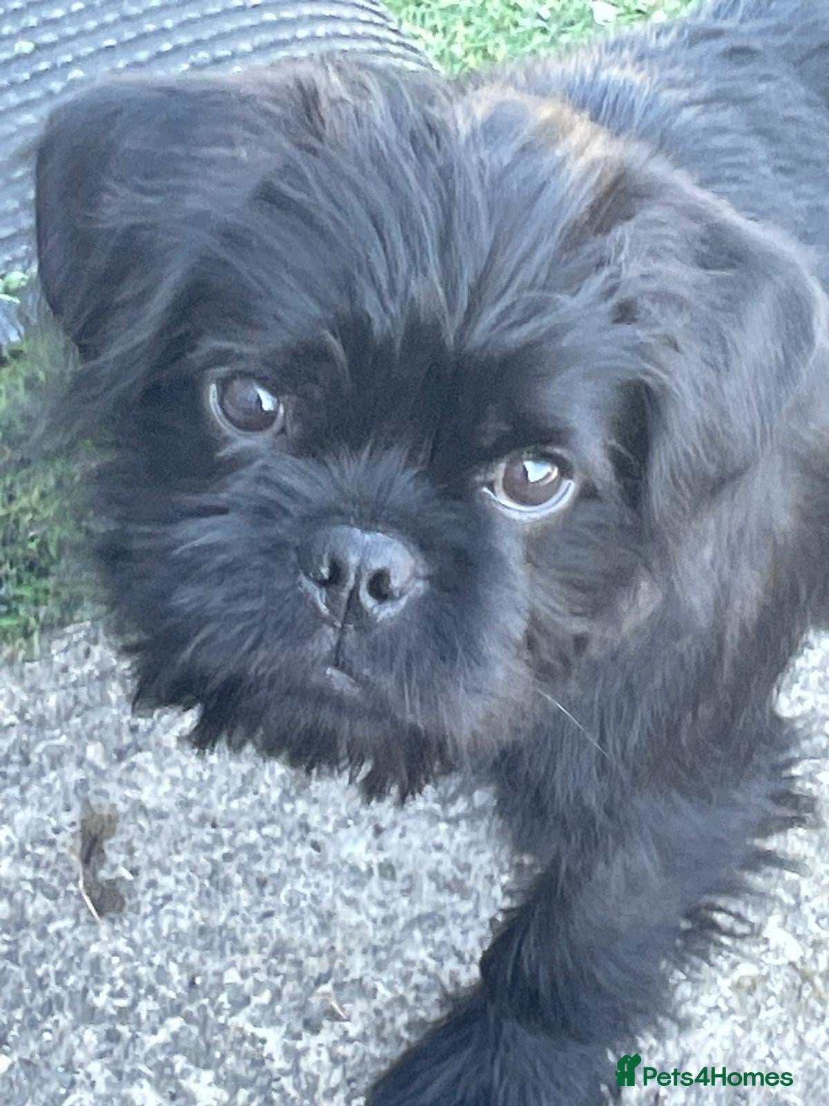 Mixed Breed dogs Rejoining my dog  - Advert 4