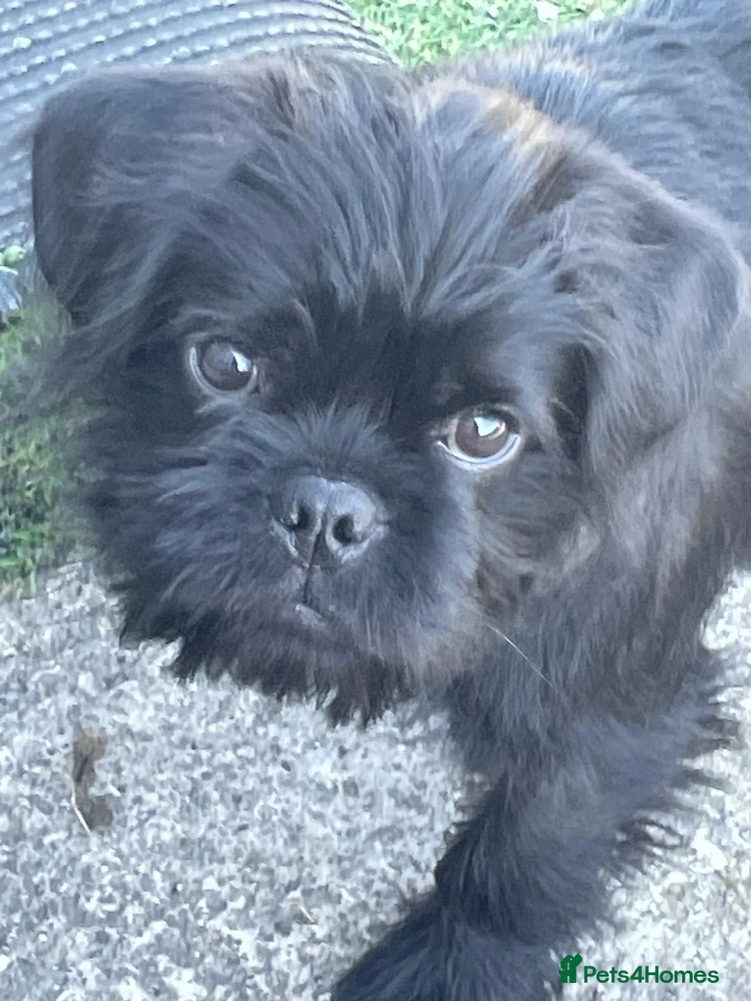 Mixed Breed dogs for sale: Rejoining my dog  - Advert 1