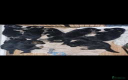 German Shepherd dogs for sale: Long haired Black and Tan German shepherd puppies  - Image 6