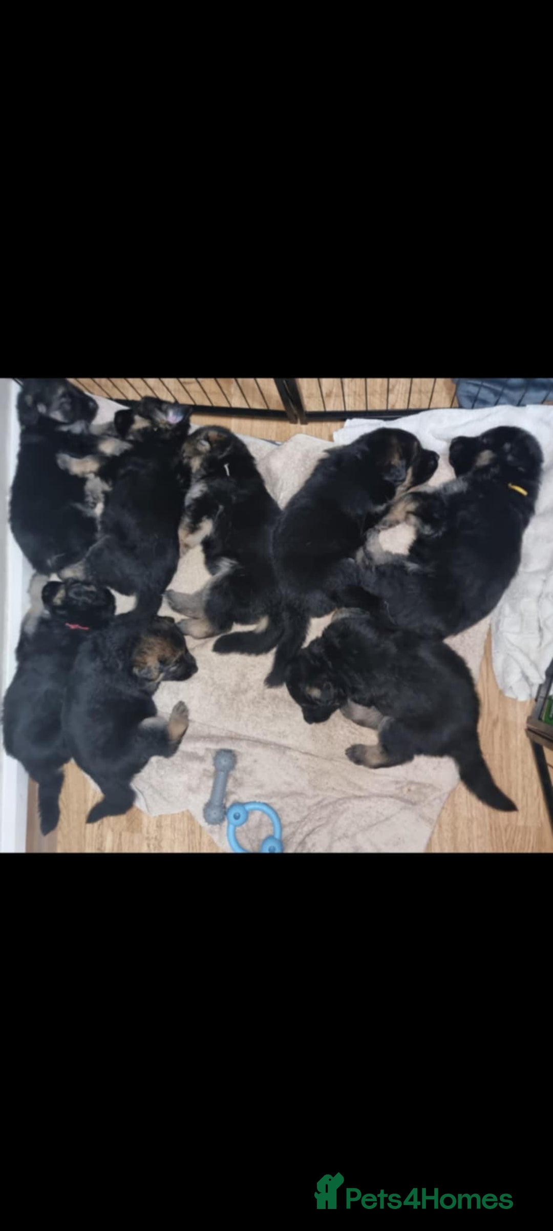 German Shepherd dogs for sale: Long haired Black and Tan German shepherd puppies  - Image 6