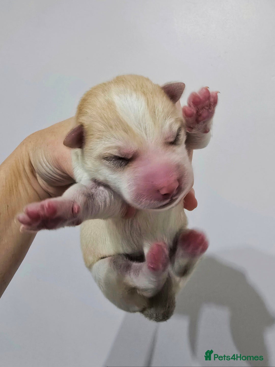 Alaskan Malamute dogs for sale: litter of chunky fluffy malamutes - Advert 10