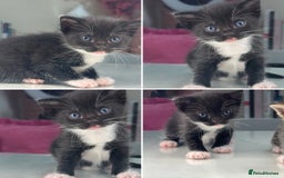 Mixed Breed cats for sale: kittens still babies - Image 2