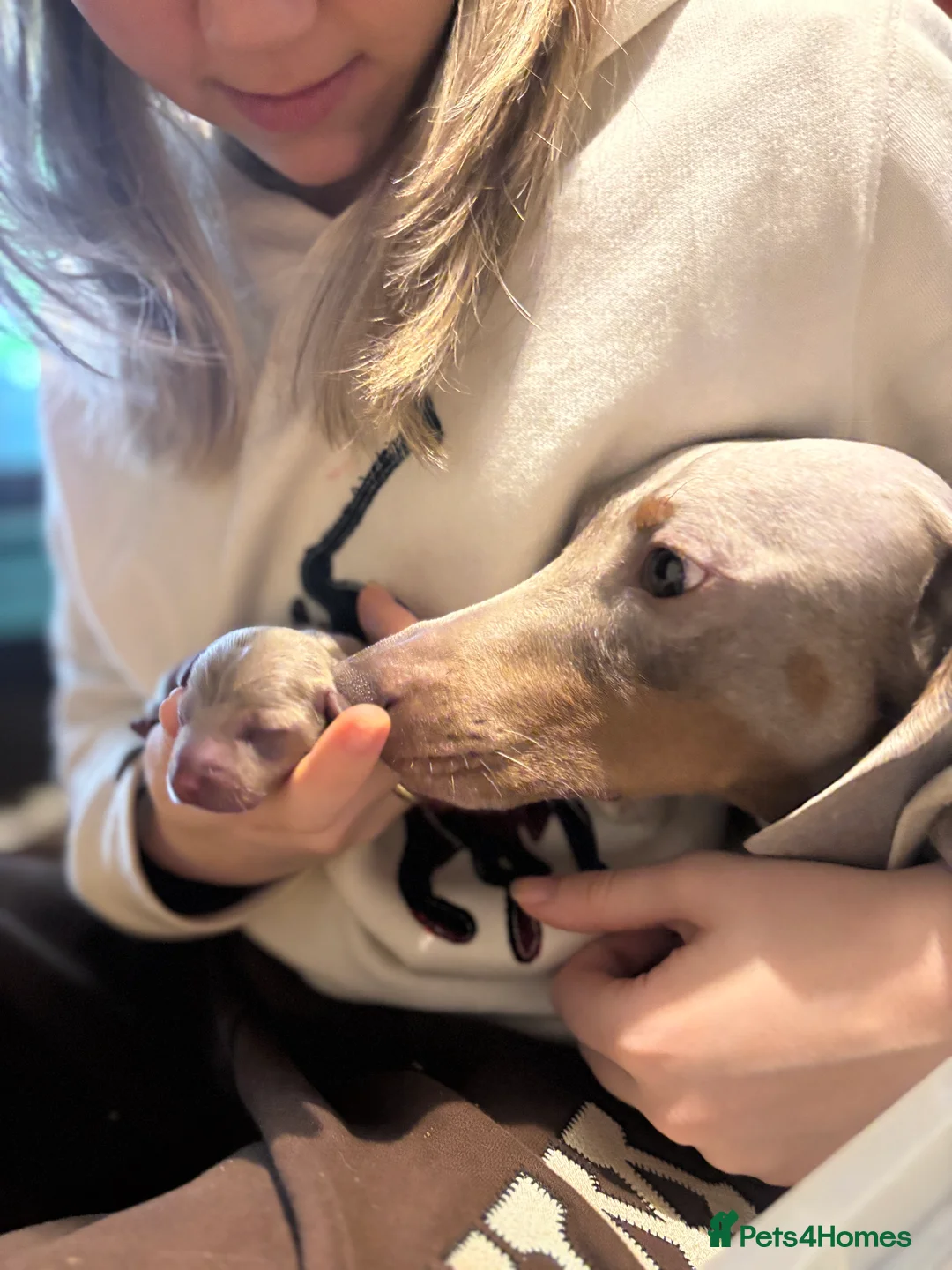 Miniature Dachshund dogs for stud: STUD: Proven Handsome Isabella Mini Daxi  in Hitchin - Advert 3