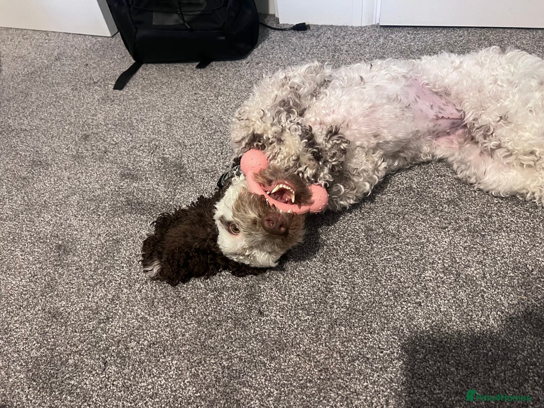 Cockapoo dogs for sale: 2 year old female cockapoo for sale  - Image 6