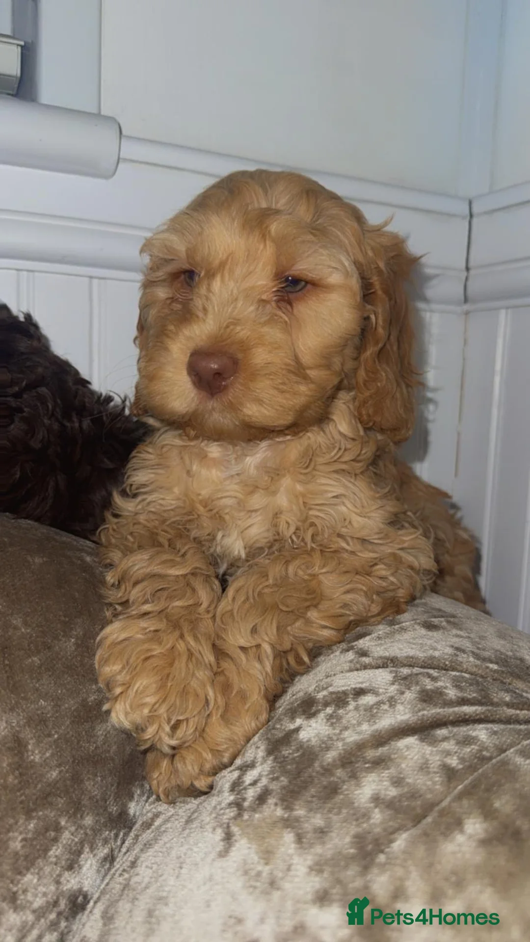 Cockapoo dogs for sale: the cockapoo sisters  - Advert 2