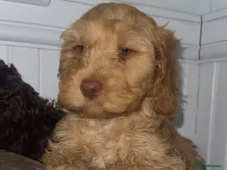 Cockapoo dogs *REDUCED & READY NOW* the cockapoo sisters - Advert 2